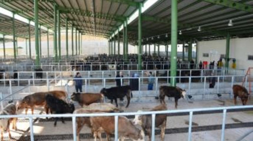 İzmit Belediyesi&rsquo;nin Modern Hayvan Pazarına Yoğun İlgi