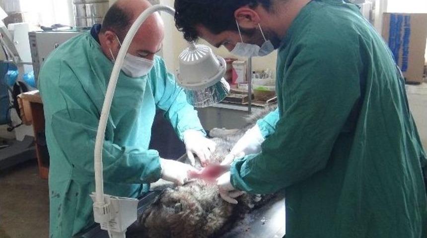 K&ouml;pek Katilini Bulana 5 Bin Tl Para &Ouml;d&uuml;l&uuml;