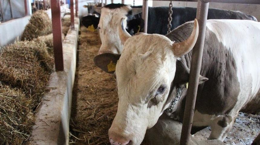 Doğan: “kimse Kurbanlık Bulamayacağım Diye Telaş Yapmasın”