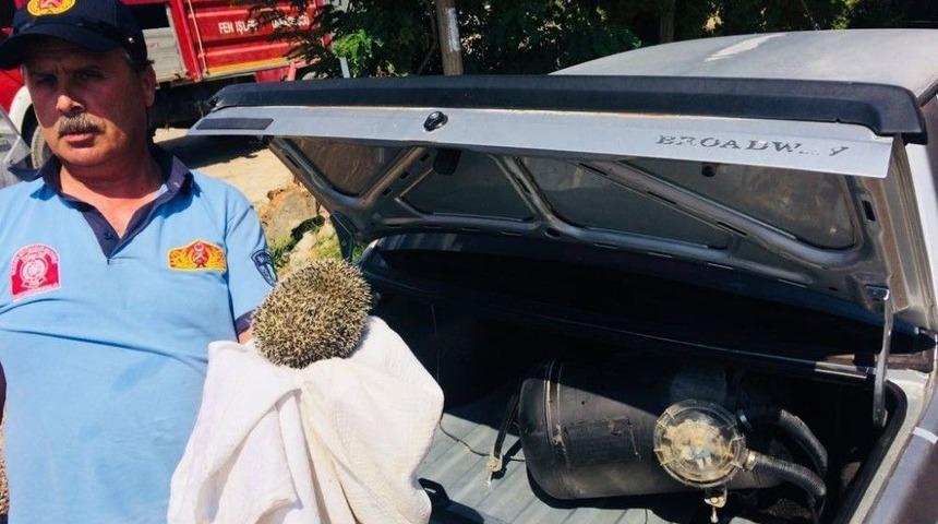 Arabanın Bagajından Kirpi Çıktı