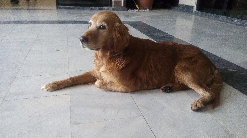 Acil Servisin Sevimli Maskotları