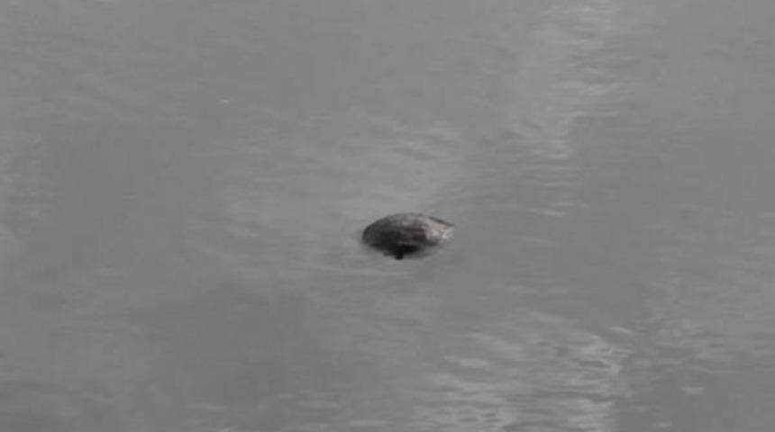 Porsuk &ccedil;ayı'nda bir ceset daha &ccedil;ıktı