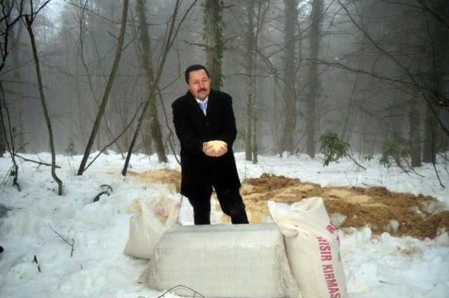 Ordu da Yaban Hayvanları Için Yem Bırakıldı 1