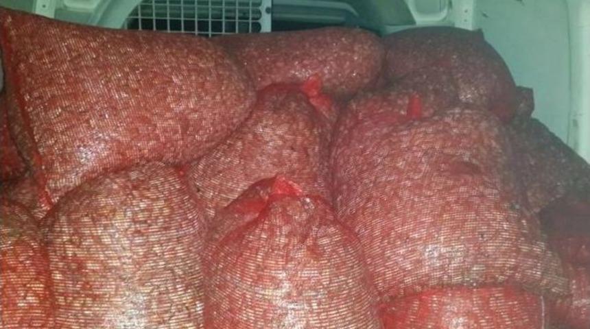 Edirne&rsquo;de 1,5 Ton Midye Ele Ge&ccedil;irildi