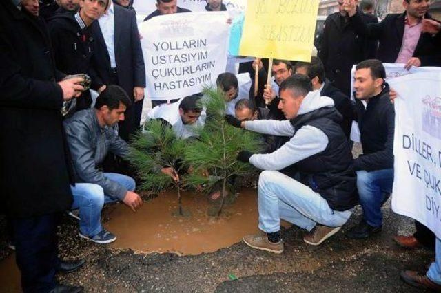 Caddedeki &ccedil;ukura &ccedil;am fidanı diktiler 1