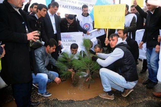 Caddedeki &ccedil;ukura &ccedil;am fidanı diktiler 2
