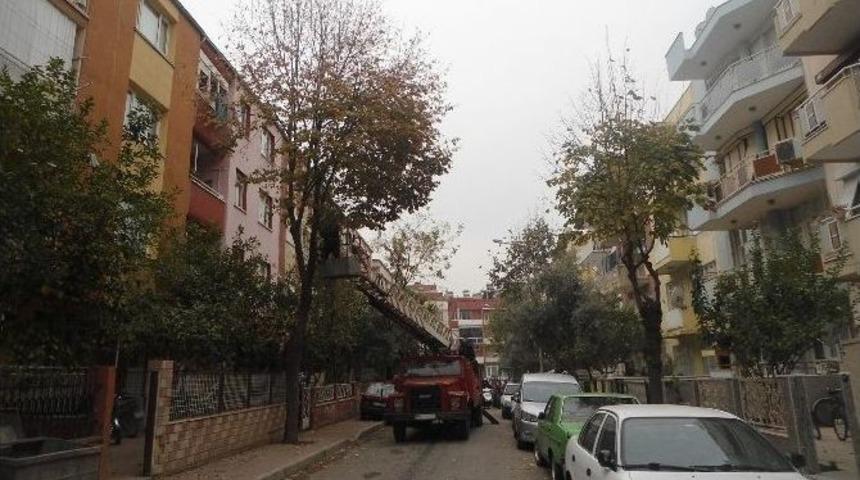 Ödemiş’te Ağaçlar Budanıyor