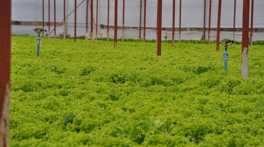 Marul Tarlada 60 Kuruş, Pazarda 3 Lira