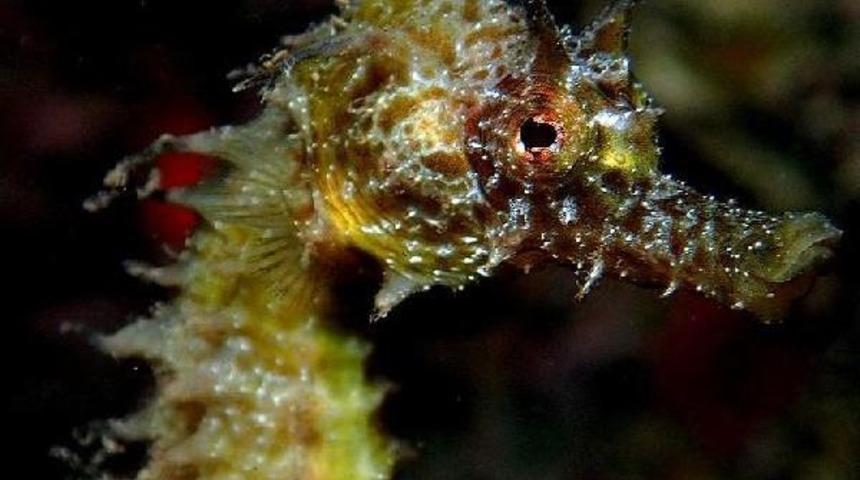 Kuşadası denizatı g&ouml;r&uuml;len kıyılar haritasına girdi