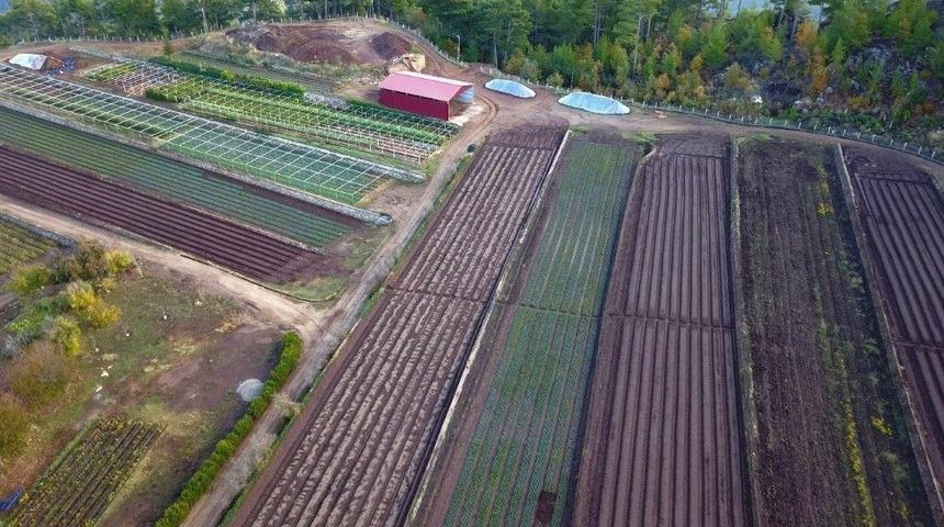 Mersin&rsquo;de 15 Milyon 750 Bin Fidan &Uuml;retildi