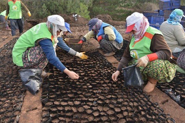 Mersin’de 15 Milyon 750 Bin Fidan Üretildi