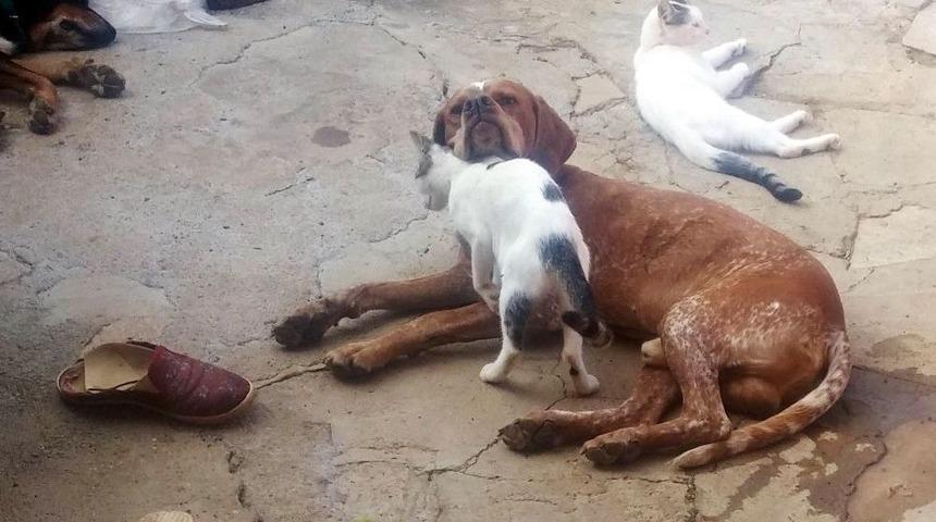 Kedi Ve K&ouml;peğin Dostluğu G&ouml;renleri Şaşırtıyor