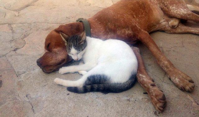 Kedi Ve Köpeğin Dostluğu Görenleri Şaşırtıyor