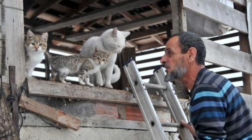 Barakada Topladığı Sokak Kedilerin S&uuml;t Ve Etle Besliyor