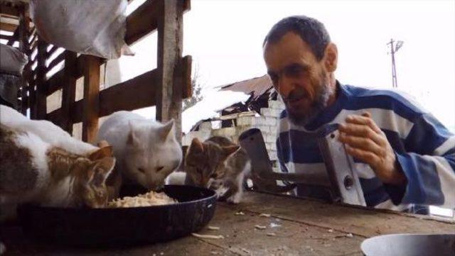 Barakada Topladığı Sokak Kedilerin Süt Ve Etle Besliyor