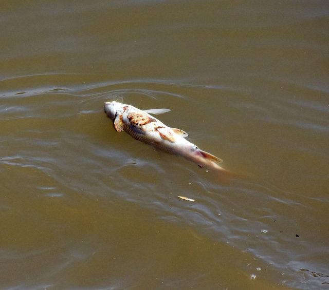 Kızılırmak'ta balık ölümleri tedirgin etti