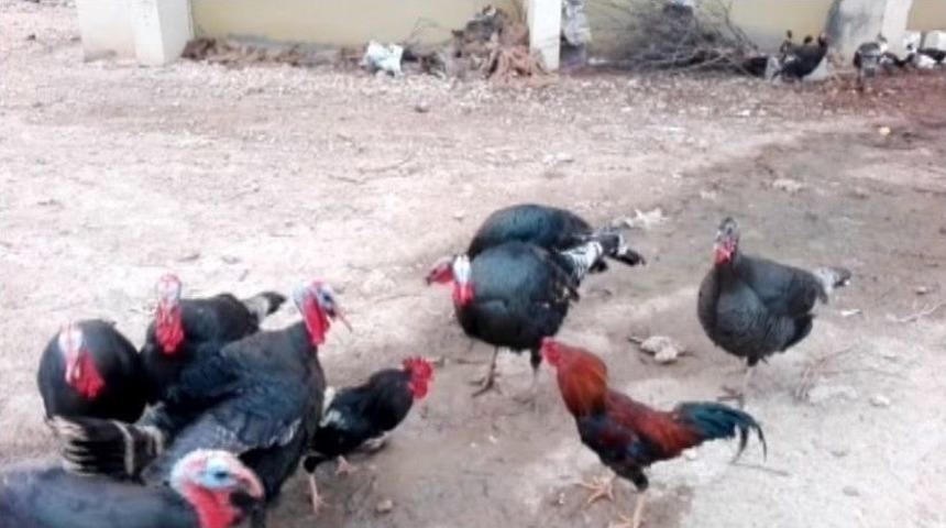 (&ouml;zel Haber) Hindiler D&ouml;v&uuml;şen Horozları Ayırdı