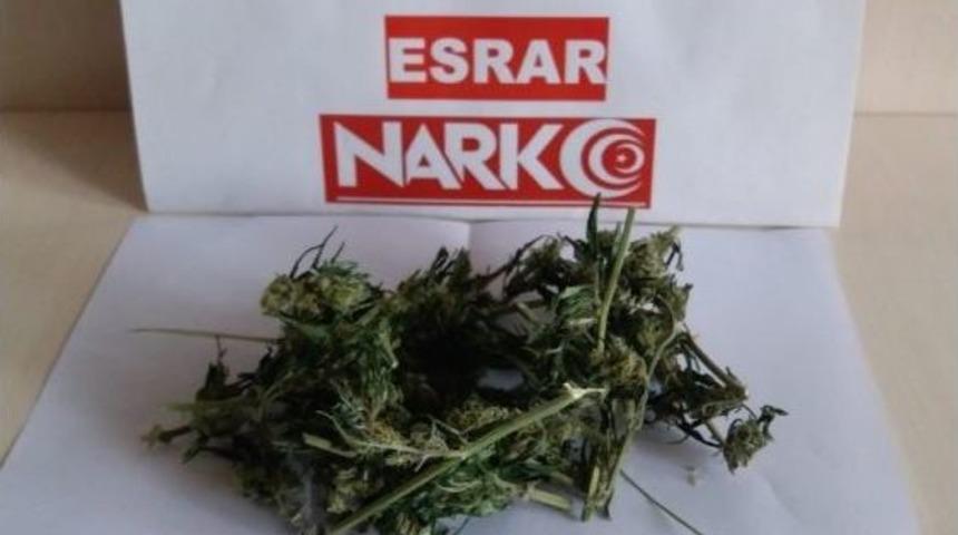 Evin Bah&ccedil;esinde Hint Keneviri Ele Ge&ccedil;irildi