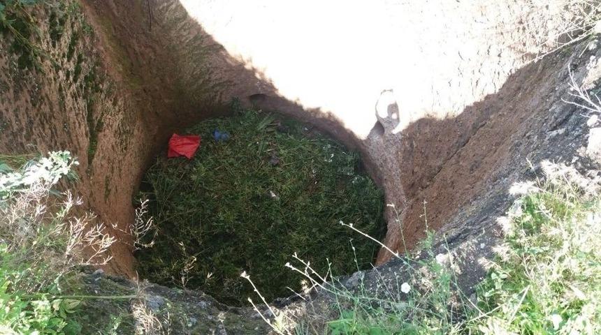 Mısır Tarlasında Hint Keneviri Ele Ge&ccedil;irildi