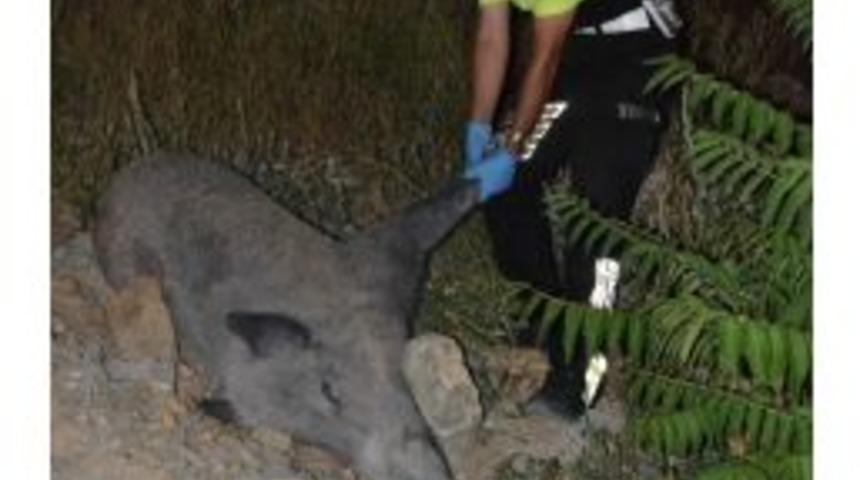 Domuz Leşi Trafiği Tıkadı