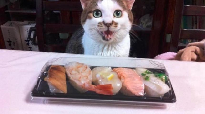 Sushi Yerken Maruz Kalınan 6 Geyik