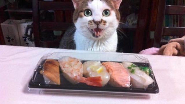 Sushi Yerken Maruz Kalınan 6 Geyik