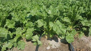 Kayseri Şeker Akıllı Damla Sulama Dönemine Geçiyor