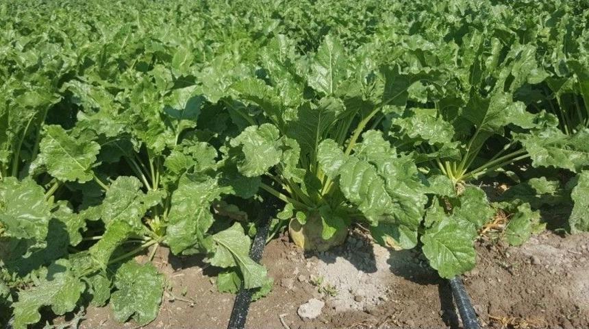 Kayseri Şeker Akıllı Damla Sulama Dönemine Geçiyor