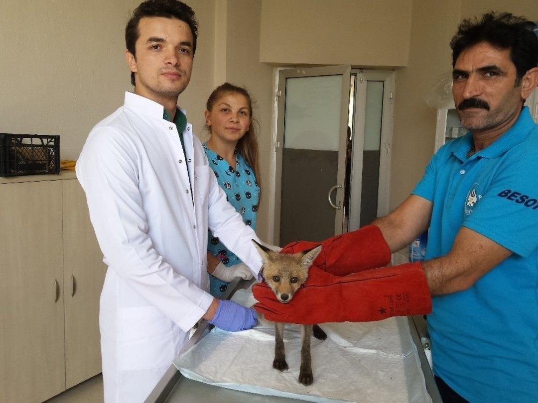 Yaralı Yaban Hayvanlarına Umut Oldular