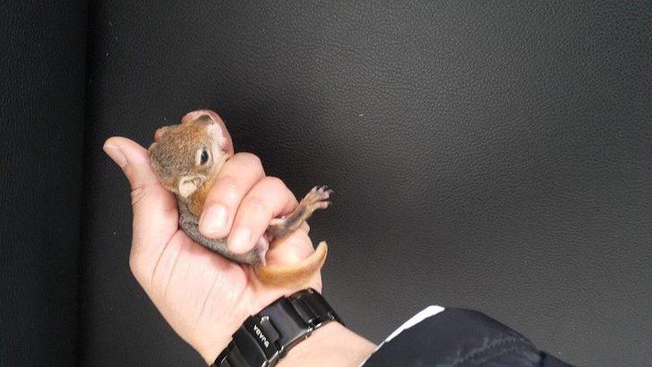 Yaralı Yaban Hayvanlarına Umut Oldular G1