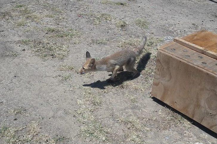 Yaralı Yaban Hayvanlarına Umut Oldular G2