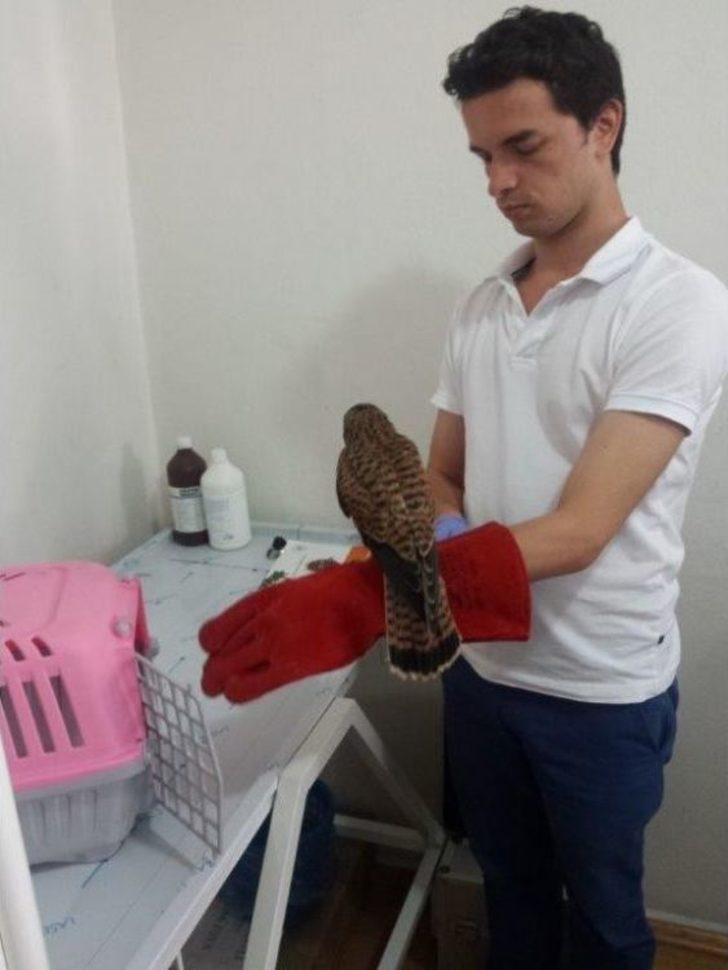 Yaralı Yaban Hayvanlarına Umut Oldular G3