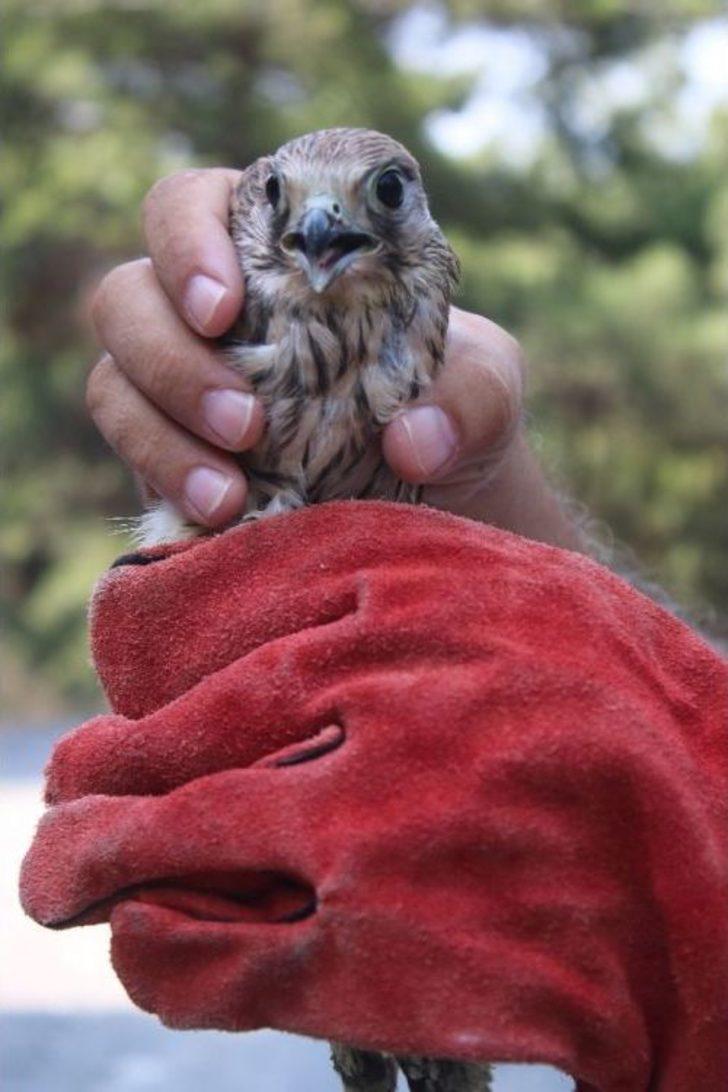 Yaralı Yaban Hayvanlarına Umut Oldular G4