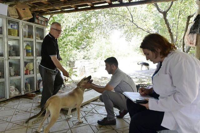 Mamak’ta 281 Evcil Hayvan Aşılandı