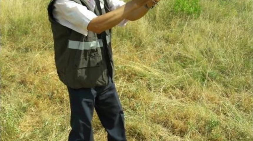 Kınalı Keklikler Yeniden &Ouml;zg&uuml;r