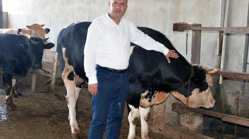 İncefikir: "t&uuml;rkiye Hayvan &Uuml;retiminde Gelişmiş &Uuml;lkelerin Gerisinde"