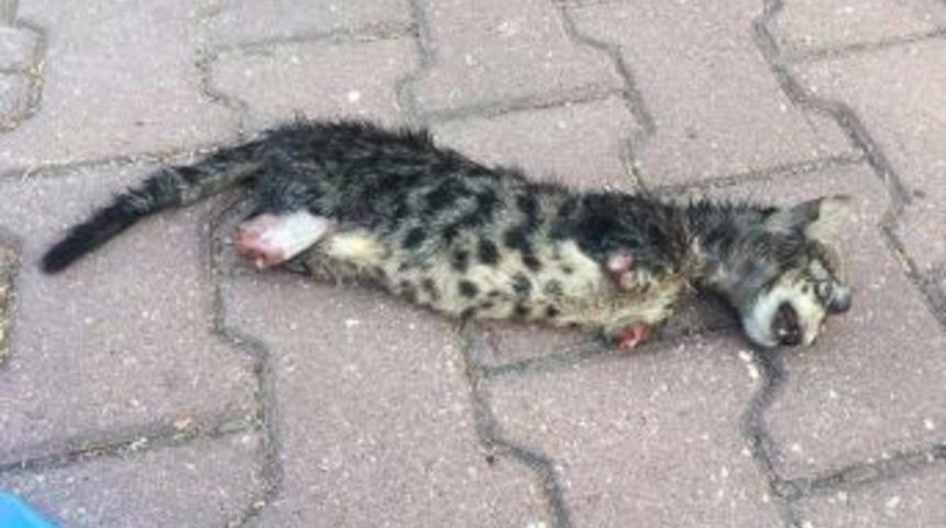 Yavru Kedi Ayakları Kesilerek &Ouml;ld&uuml;r&uuml;ld&uuml;