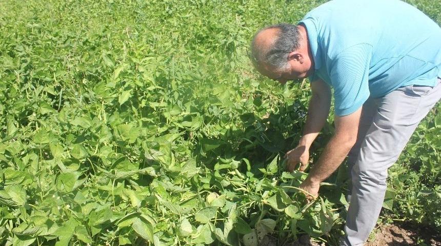Tercan&rsquo;da Taze Fas&uuml;lye Yetiştiriciliği Geliştirilecek
