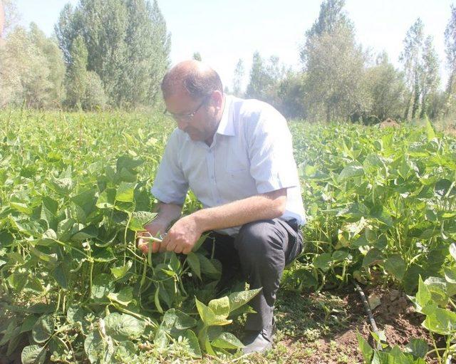 Tercan’da Taze Fasülye Yetiştiriciliği Geliştirilecek