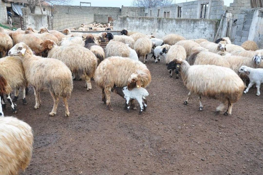 G&ouml;zleri G&ouml;rmeyen Kuzu Beslenmede Zorluk Yaşıyor