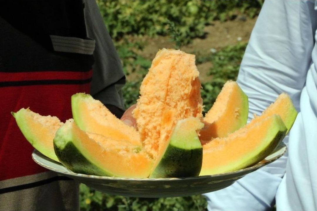 Muz Tadındaki Bağrıb&uuml;t&uuml;n Kavunun Hasadı Başladı