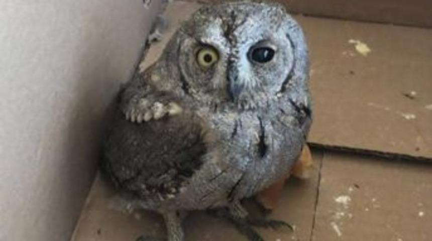 Sıcaktan Halsiz D&uuml;şen Baykuş Tedavi Altına Alındı