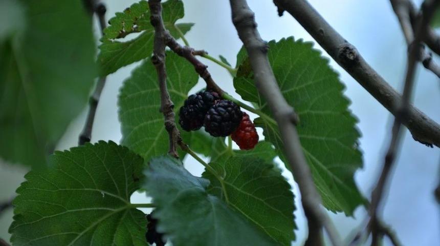 Talas’ın Yöresel Lezzeti ’karadut’ Zamana Direniyor