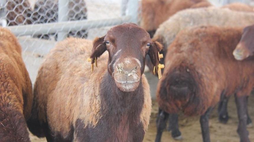Bingöl’de Kurbanlık Satışları Başladı