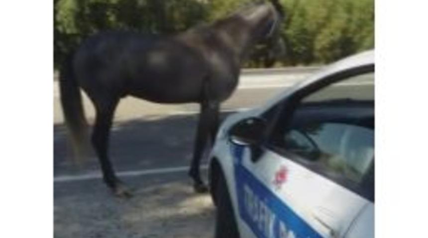 Uygulama Noktasına Giren At, Polislere Zor Anlar Yaşattı