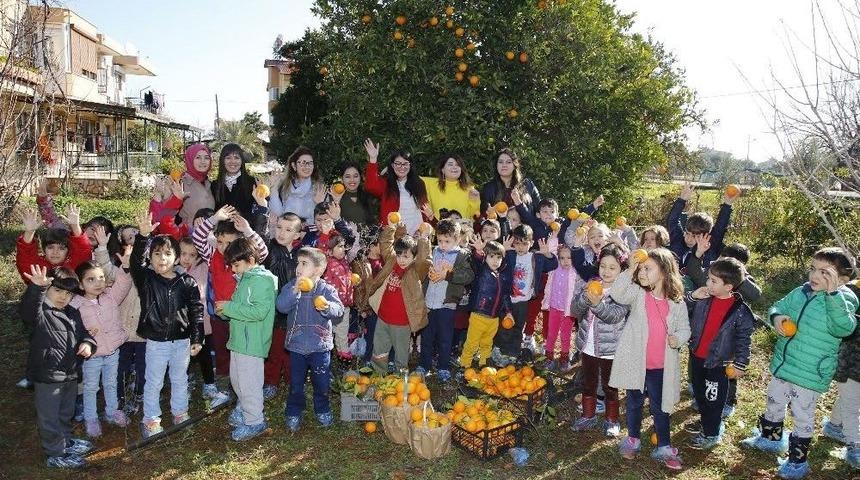 Ekolojik Kreş Öğrencilerinden Portakal Hasadı