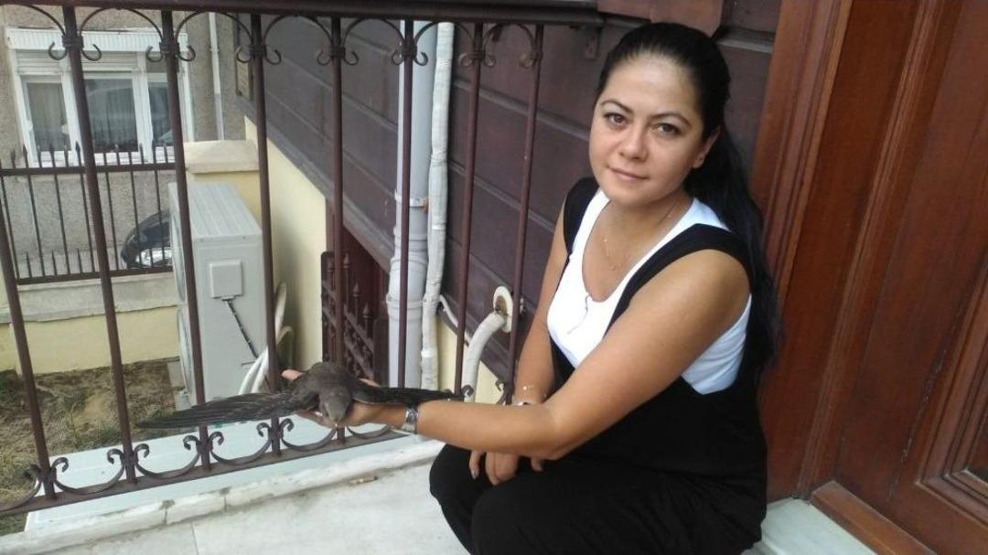 Tekirdağ&rsquo;da Ebabil Kuşu Bulundu