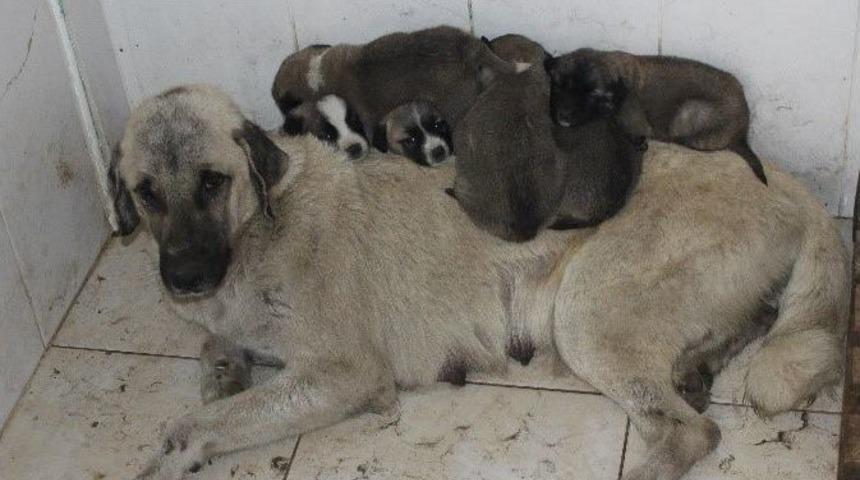 Jandarmadan Örnek Davranış