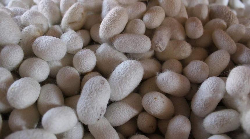 Sarıcakaya, İpek B&ouml;cek&ccedil;iliğinde De T&uuml;rkiye&rsquo;nin Merkezi Olmayı Hedefliyor