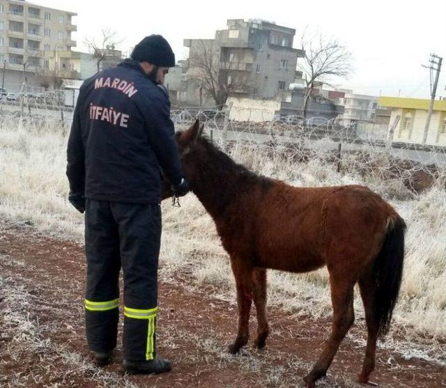 Jiletli Tellere Sıkışan At Ve Tayı İtfaiye Kurtardı